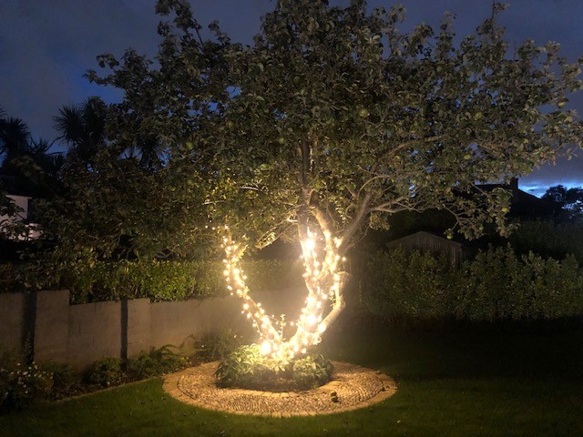 Old Apple Tree Lit up with Fairy Lights