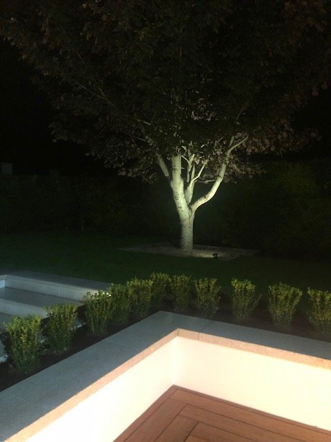 Tree Up Lit at Night