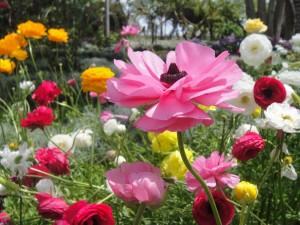 Cottage Garden Planting