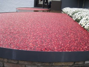 A Cranberry Gathering